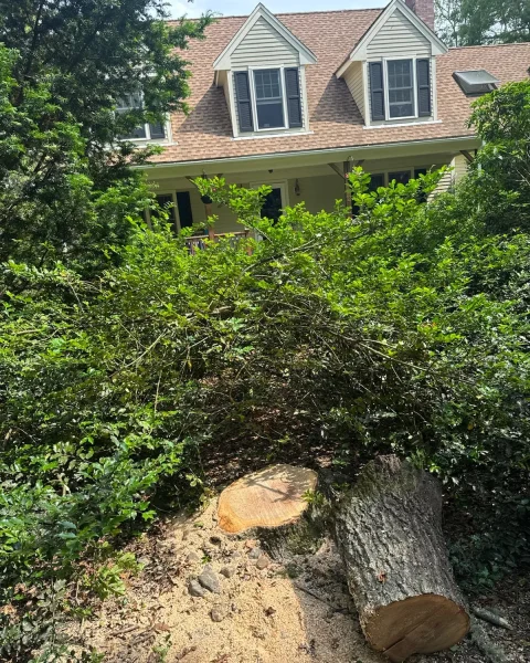 NTS TREE REMOVAL 21