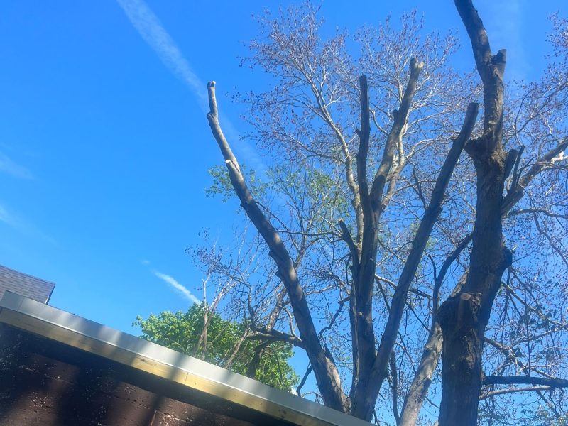 Nelman Tree Service - 2024 (8)