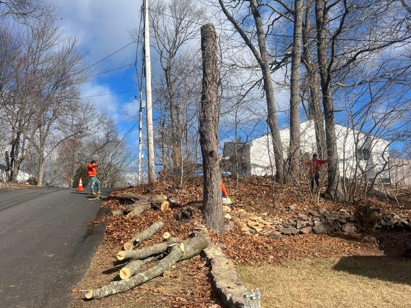 Nelman Tree Service - 2024